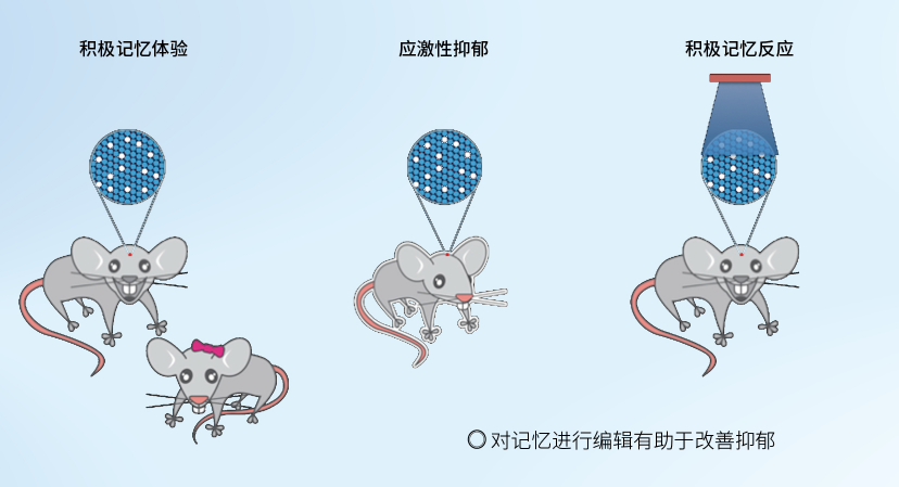 汤姆逊|马什么梅？为啥记忆有时候不靠谱？