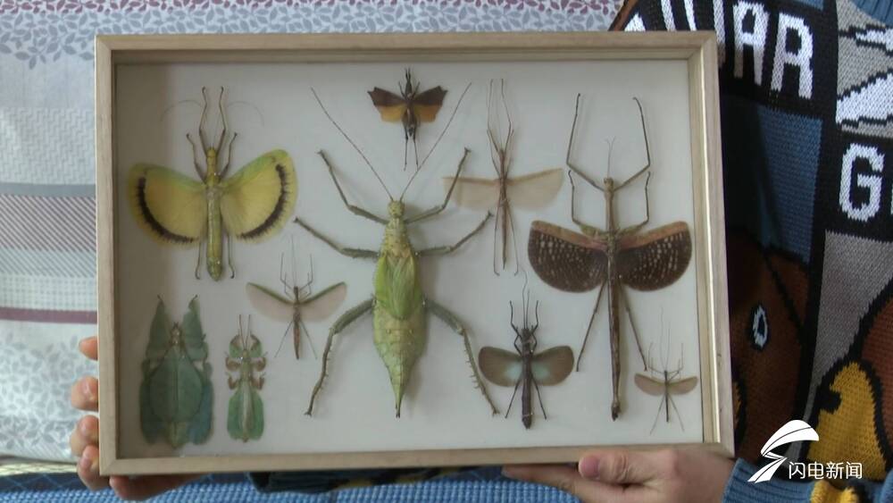 98秒丨锹（qiāo）形虫、蟌（cōng）...淄博90后小伙养虫多年制作上千种昆虫标本_人民号
