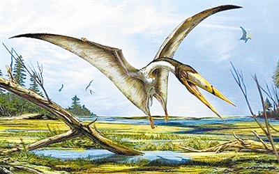 翼龙|史前爬行动物再添成员 英科学家发现翼龙新物种