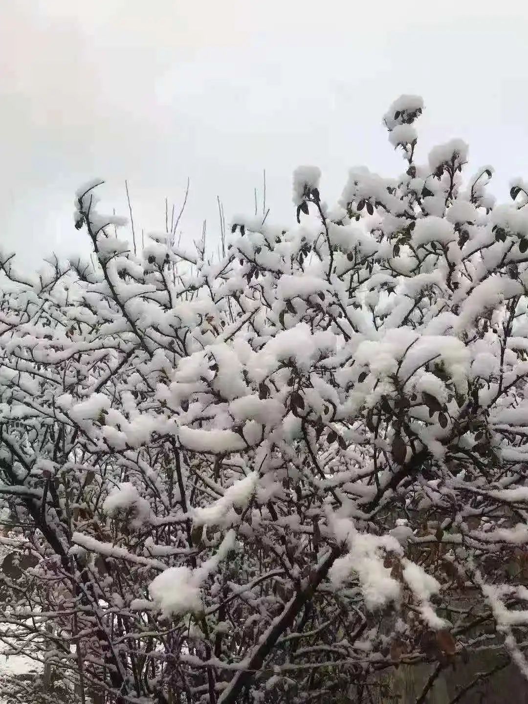 怀柔|北京山区来了今冬头场雪！群山戴雪，超美！