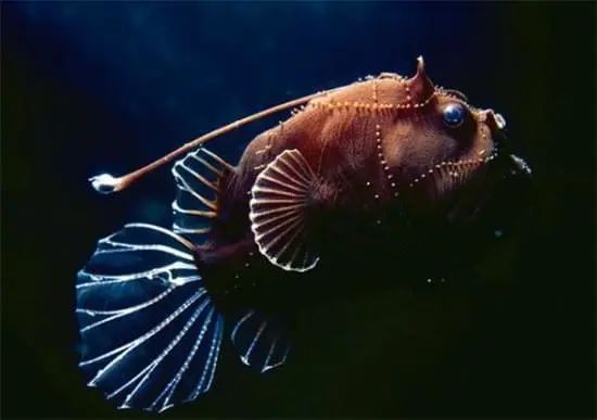 马里亚纳蜗牛鱼图片
