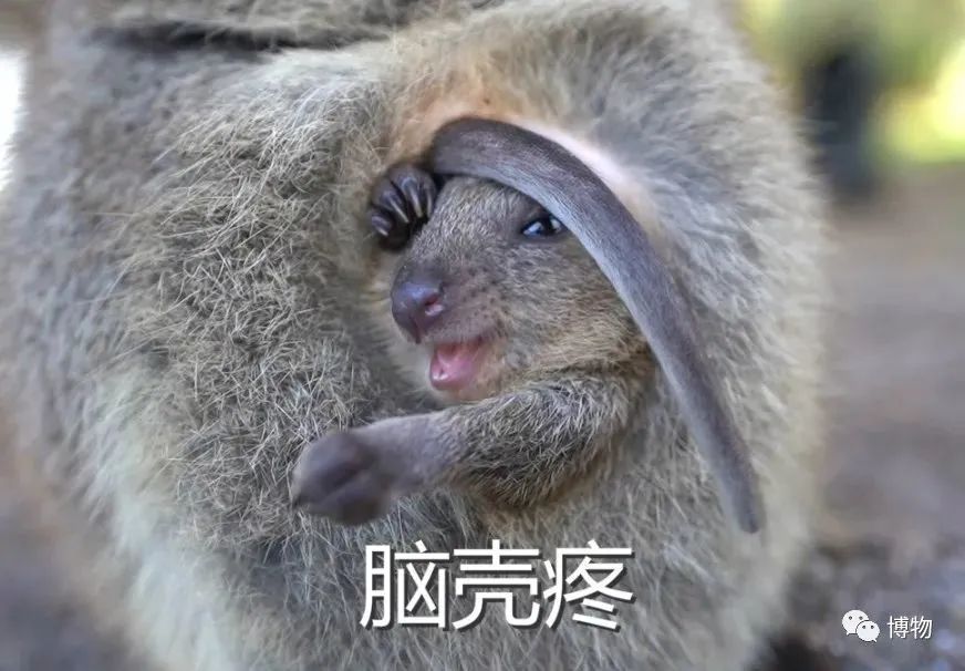 袋鼠|遇到危险就扔孩子？短尾矮袋鼠风评被害