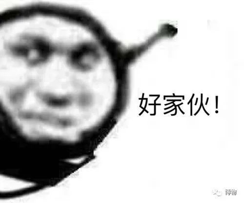 袋鼠|遇到危险就扔孩子？短尾矮袋鼠风评被害