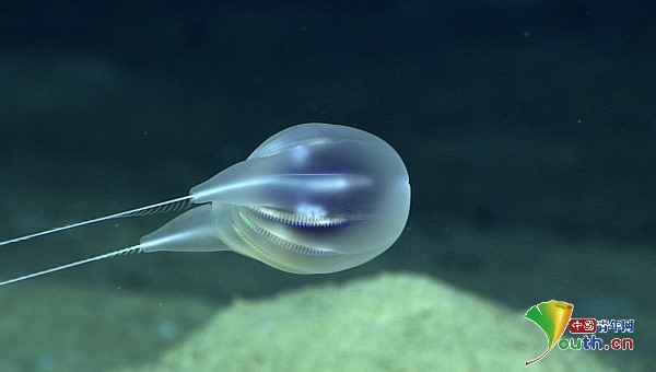 noaa|科学家发现海洋新物种：全透明水母 在海底最深处