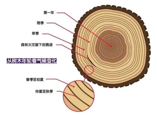古生物|是否觉得2020年过的很快？古时一年竟有424天！
