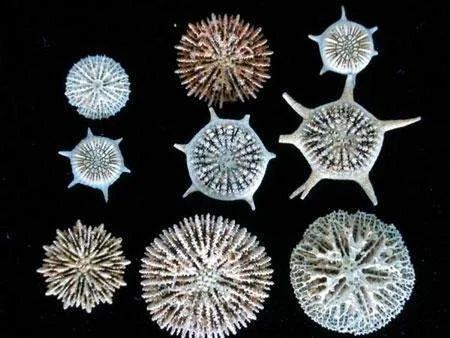 古生物|是否觉得2020年过的很快？古时一年竟有424天！