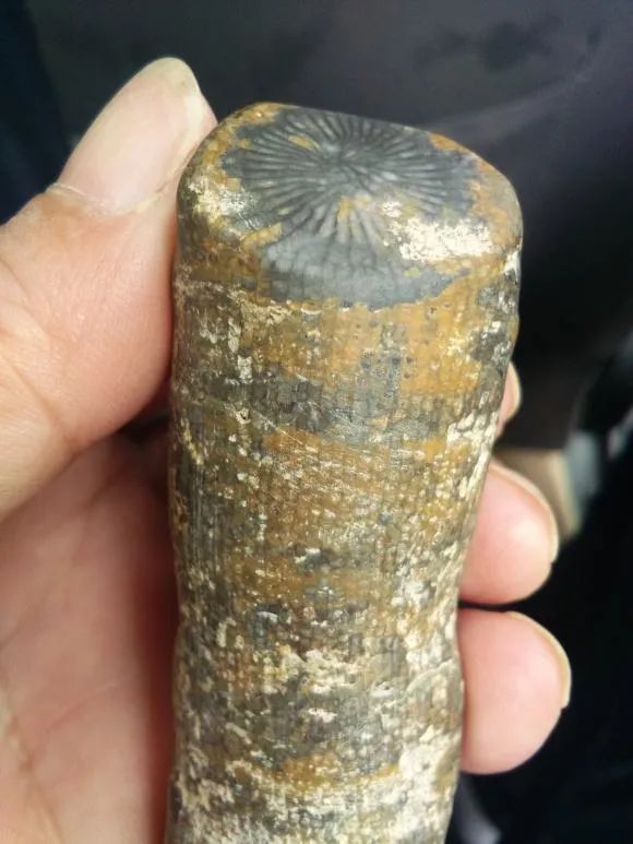 古生物|是否觉得2020年过的很快？古时一年竟有424天！