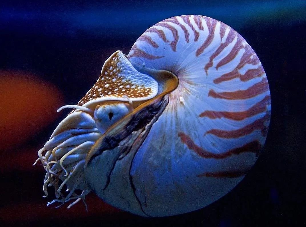 古生物|是否觉得2020年过的很快？古时一年竟有424天！