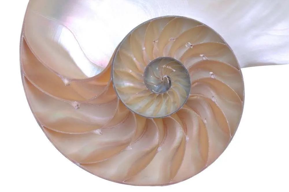 古生物|是否觉得2020年过的很快？古时一年竟有424天！