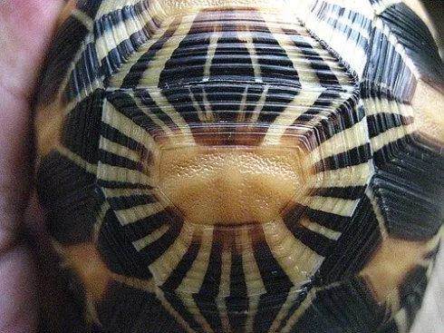 古生物|是否觉得2020年过的很快？古时一年竟有424天！