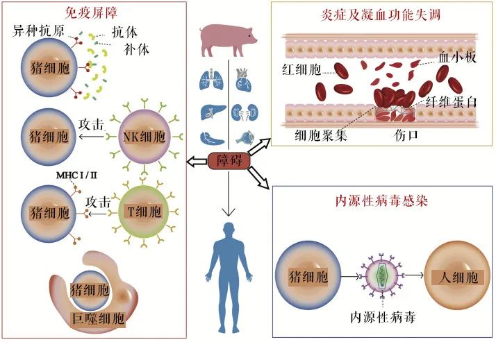 赛博朋克|“赛博朋克”的科技也许不用等到2077