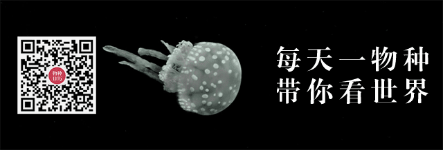 虱目鱼|干鱼肠、鱼皮汤、干煎鱼肚……什么鱼从头到尾都能吃？