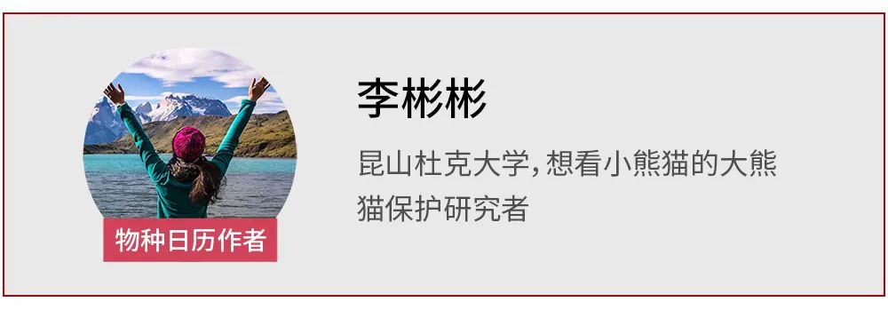 长鼻猴|大肚长鼻，这猴子为什么这么“油腻”？