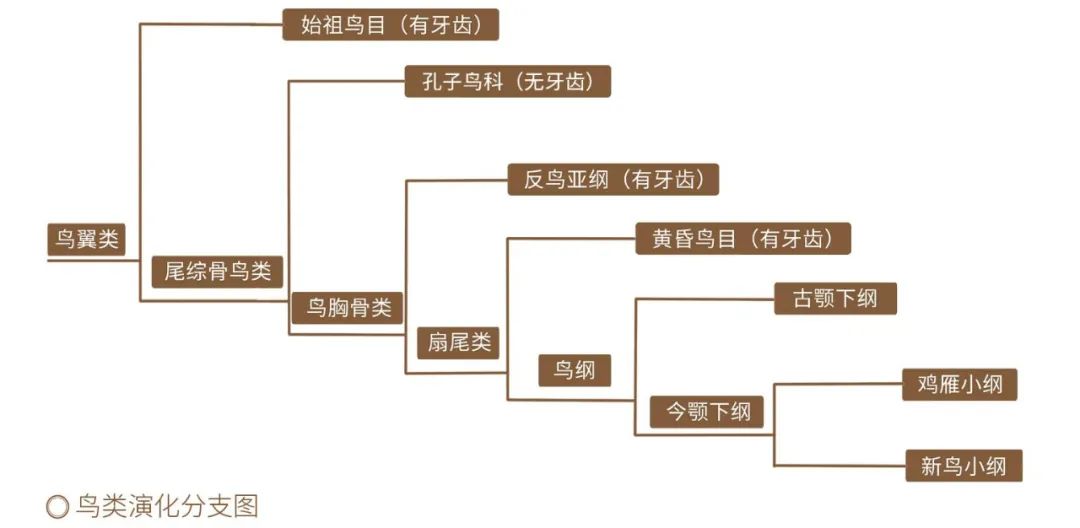 科技|有牙齿到没牙齿，鸟类演化历程中是如何把牙齿搞丢的?