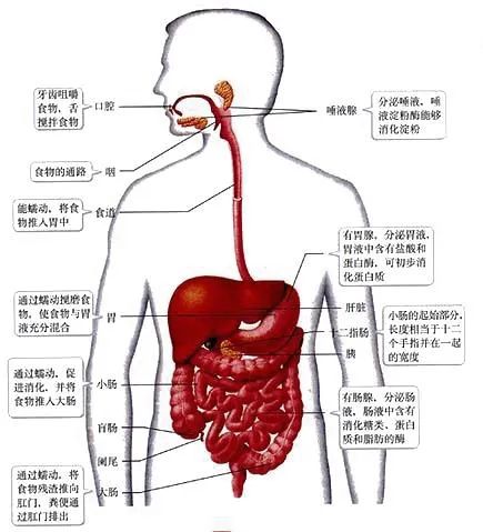 香蕉|为什么觉得猴子天生就爱吃香蕉，兔子就该吃胡萝卜？