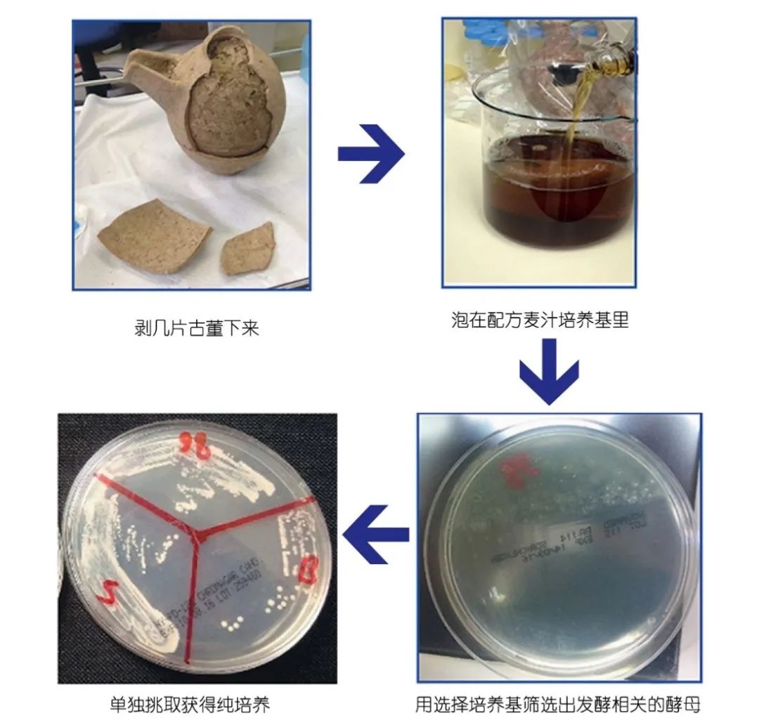 酿酒酵母|老板，来一瓶五千年前埃及人最爱喝的罐装啤酒！