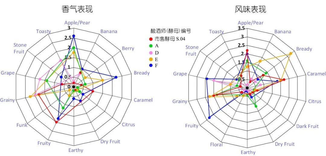 酿酒酵母|老板，来一瓶五千年前埃及人最爱喝的罐装啤酒！