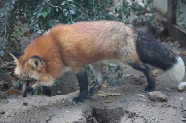 动物|我只是长了一双小眼睛,就成了狡猾的代名词?