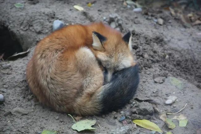 动物|我只是长了一双小眼睛,就成了狡猾的代名词?