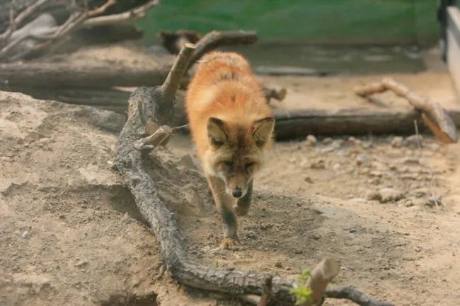 动物|我只是长了一双小眼睛,就成了狡猾的代名词?