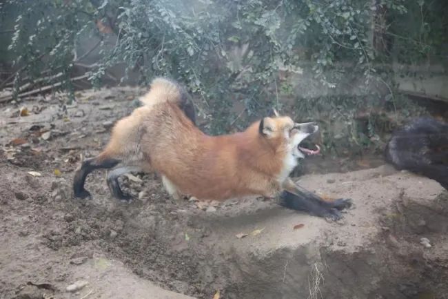 动物|我只是长了一双小眼睛,就成了狡猾的代名词?