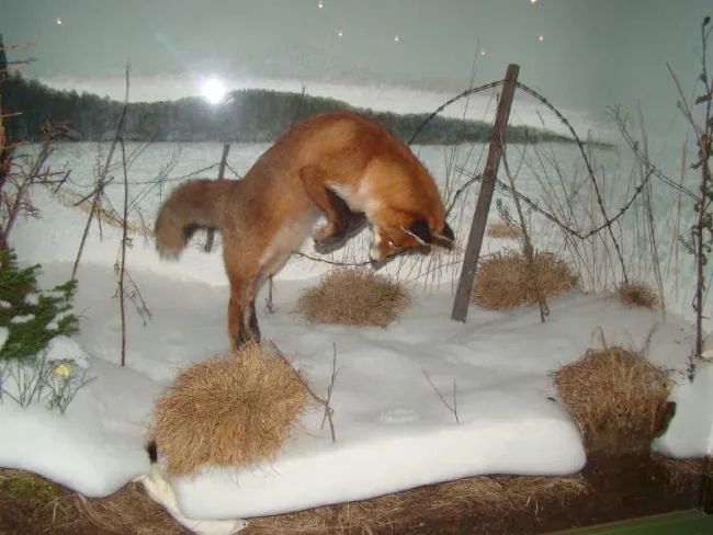 动物|我只是长了一双小眼睛,就成了狡猾的代名词?