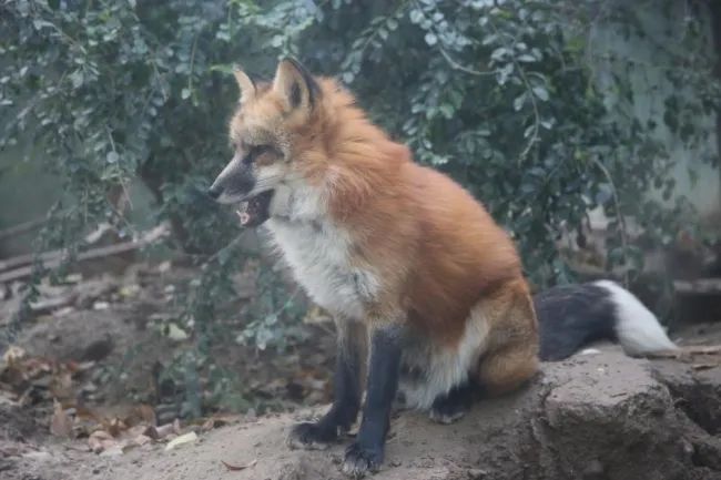 动物|我只是长了一双小眼睛,就成了狡猾的代名词?