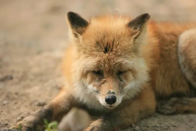 动物|我只是长了一双小眼睛,就成了狡猾的代名词?