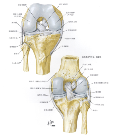 膝關節骨與韌帶示意圖 圖片來源:奈特人體解剖學圖譜