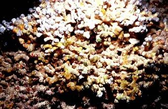 海绵动物|完全打碎还能重生，地球上能做到这一点的只有这种动物