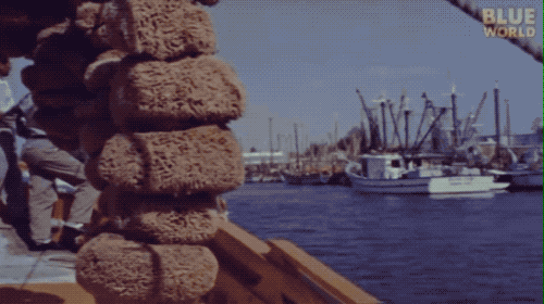 海绵动物|完全打碎还能重生，地球上能做到这一点的只有这种动物
