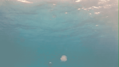 海绵动物|完全打碎还能重生，地球上能做到这一点的只有这种动物