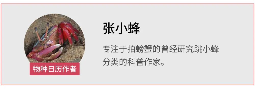 鹦鹉螺|活了五亿年，模式标本是个“二次元”?