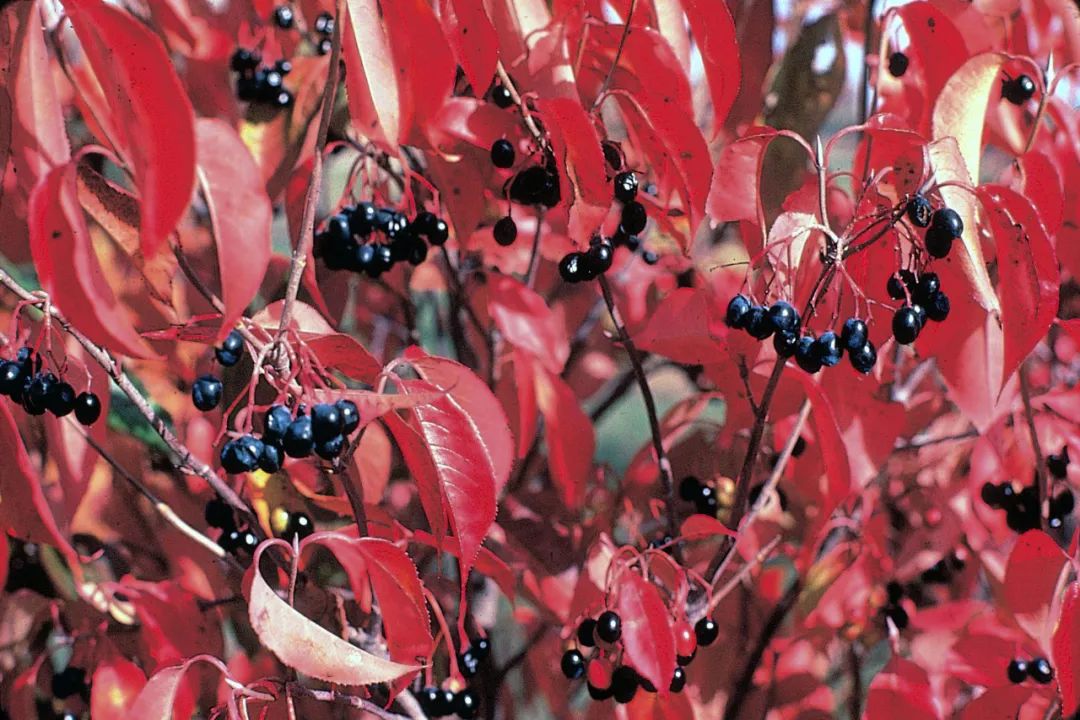 植物|每一种莓,都有它的天命动物