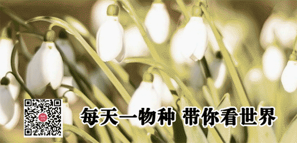 植物|每一种莓,都有它的天命动物