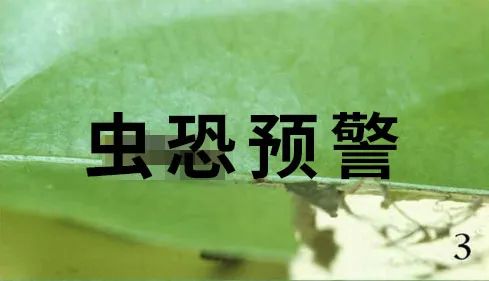 |为什么你家门口,挂着一串串屎呢?