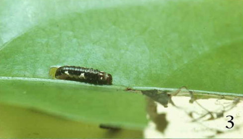 |为什么你家门口,挂着一串串屎呢?