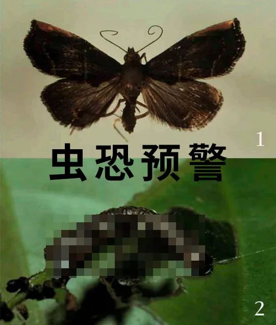 |为什么你家门口,挂着一串串屎呢?