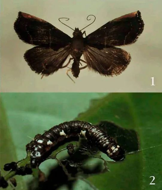 |为什么你家门口,挂着一串串屎呢?