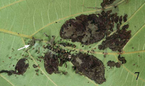 |为什么你家门口,挂着一串串屎呢?