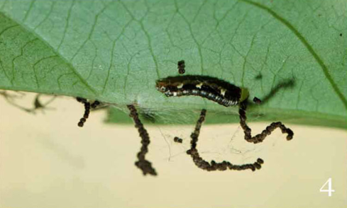 |为什么你家门口,挂着一串串屎呢?