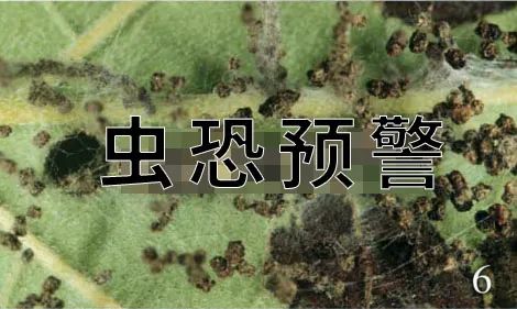 |为什么你家门口,挂着一串串屎呢?