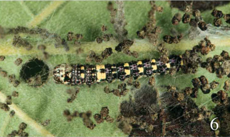 |为什么你家门口,挂着一串串屎呢?