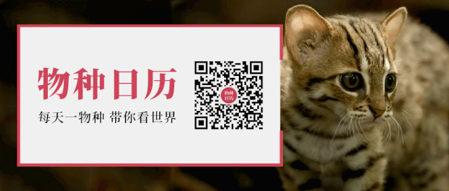 |为什么你家门口,挂着一串串屎呢?