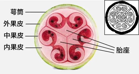 水果|西瓜是怎么变甜的？