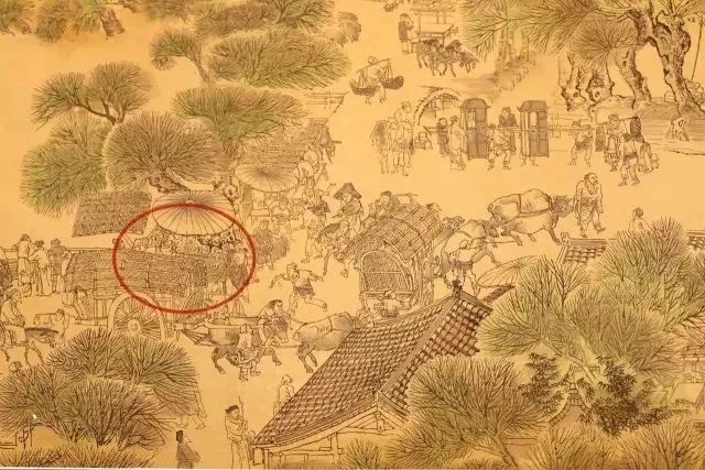 水果|西瓜是怎么变甜的？