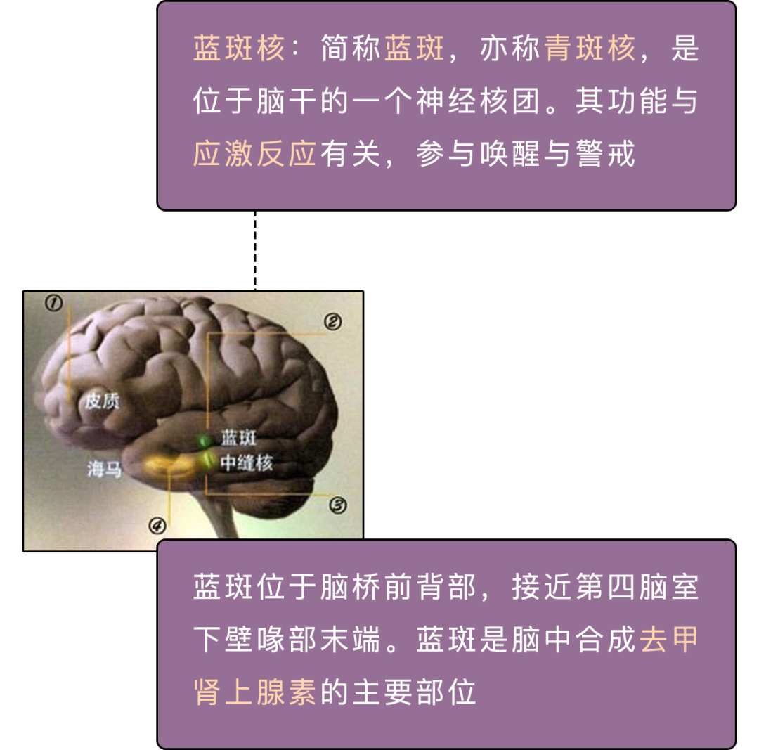 走马灯|人死前脑子里为啥会出现走马灯？