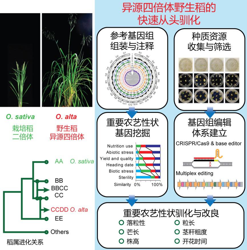 水稻|新型水稻有望为粮食生产带来颠覆性革命！李家洋院士团队首次证实异源四倍体野生稻快速从头驯化新策略