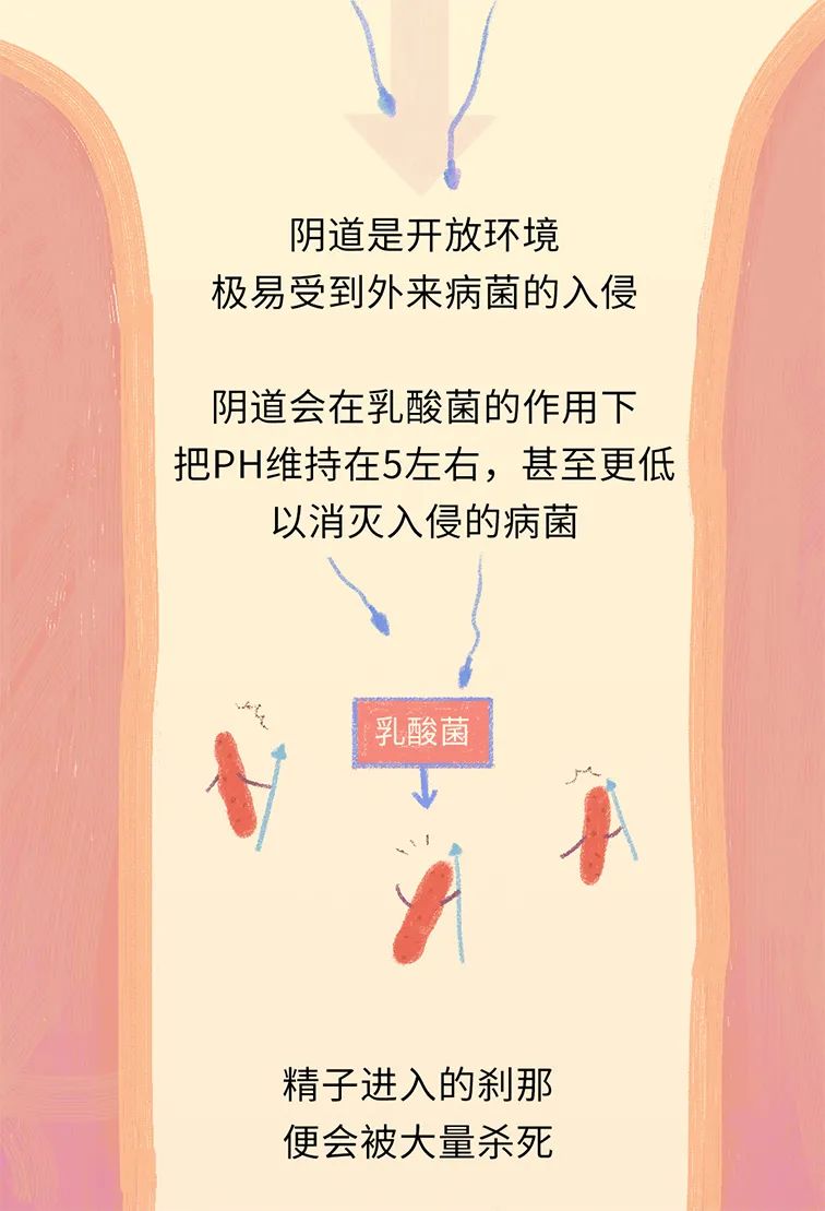 畸形精子|进入身体后的24小时，男人的精子在干什么？