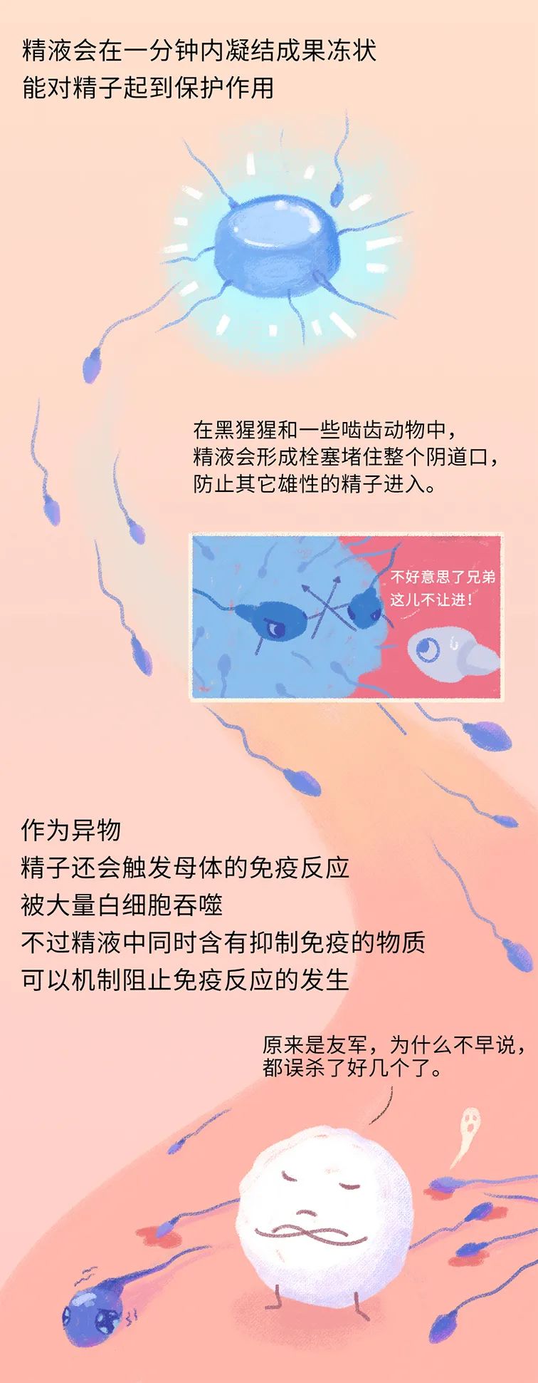 畸形精子|进入身体后的24小时，男人的精子在干什么？